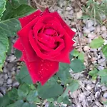 Tea 100m2 In Rose For 5 Guests Mrse